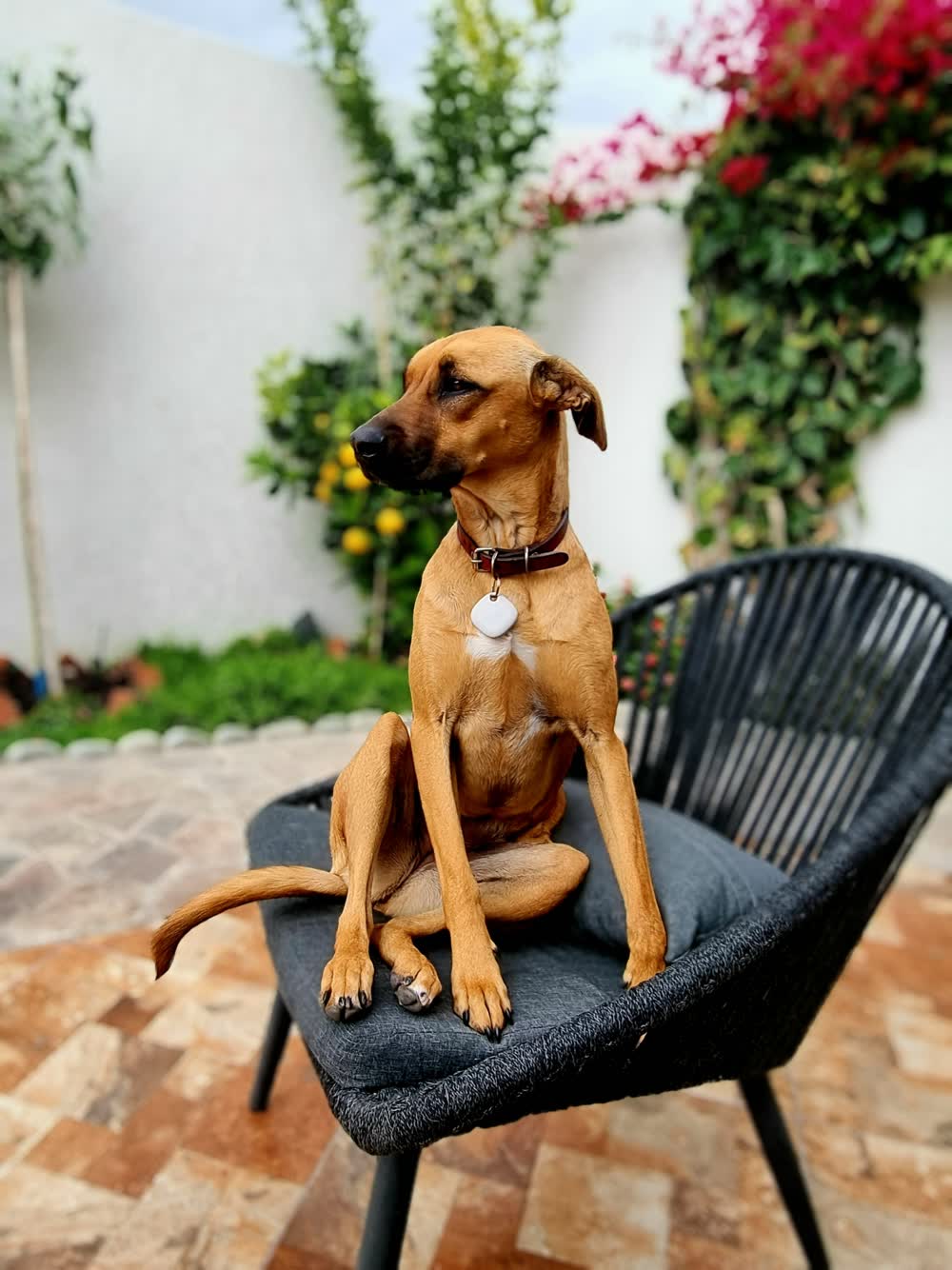 Rina en su silla